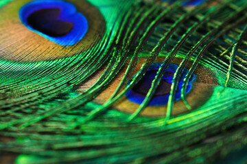 Creative background of colorful peacock feathers.Close-up,selective focus with shallow depth of...