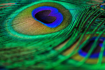 Naklejka premium Creative background of colorful peacock feathers.Close-up,selective focus with shallow depth of field.