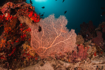 Colorful underwater coral reef scene, coral reef surrounded by small tropical fish in clear blue ocean