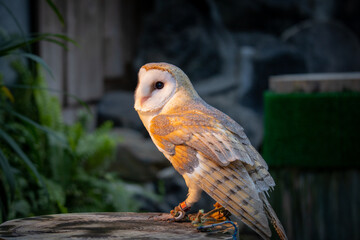 フクロウの近影