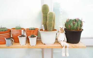 Nice cactus and plant decorate on shelf