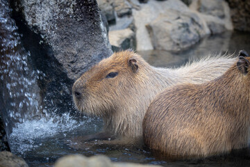 温泉につかるカピバラ