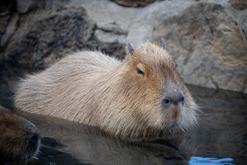 温泉につかるカピバラ
