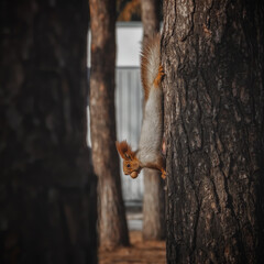 squirrel on a tree