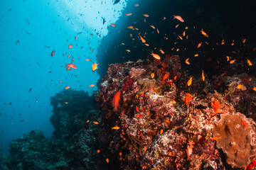 Fototapeta na wymiar Colorful underwater coral reef scene, coral reef surrounded by small tropical fish in clear blue ocean