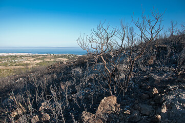 Paisaje, bosque Mediterráneo quemado después de un incendio forestal. Parque del Foix.  