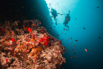 Scuba divers swimming among colorful reef ecosystems underwater, surrounded by schools of small tropical fish 