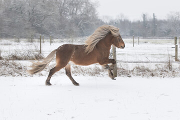 Pferd auf einer Wnterkoppel