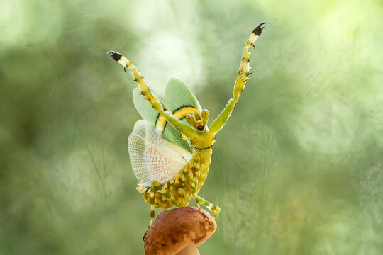 Jeweled Flower mantis on beautiful pose