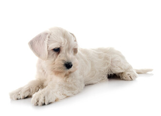 white miniature schnauzer in studio
