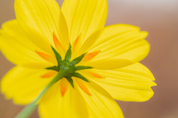 黄色いコスモス