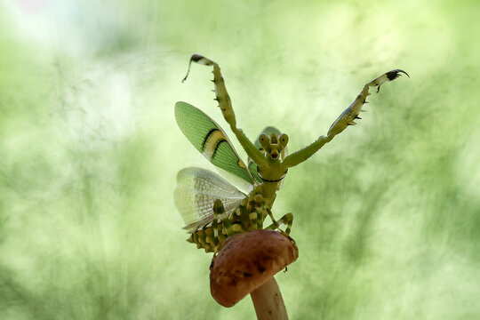 Jeweled Flower mantis on beautiful pose