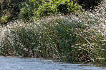 Trees and plants around the river