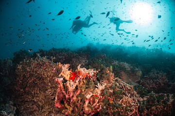 Scuba divers swimming among colorful reef ecosystems underwater, surrounded by schools of small...