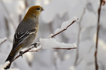 A female pine grosbeak sits in a snow-covered tree on a sunny Alaska winter day