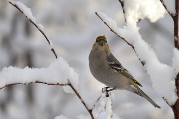 A female pine grosbeak sits in a snow-covered tree on a sunny Alaska winter day