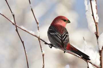 A bright red male pine grosbeak in a snow-covered tree on a sunny Alaska winter day