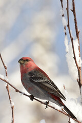A bright red male pine grosbeak in a snow-covered tree on a sunny Alaska winter day