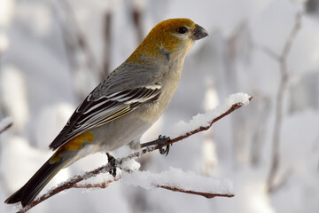 A female pine grosbeak sits in a snow-covered tree on a sunny Alaska winter day