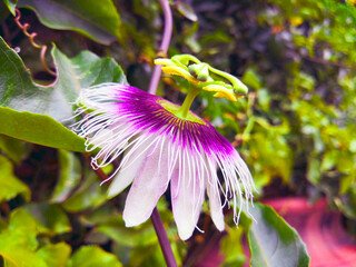 Flower, white with purple in jadin