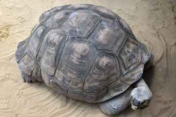 Close-up of a Galapagos tortoise