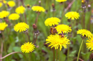 Green meadow close-up in the bloom of yellow dandelions with a bee swarming in the flower. Background