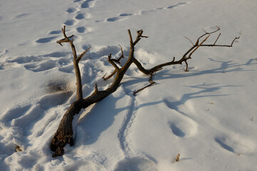 Branch on a snow.