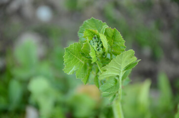 the green ripe radish leaves with plant in the farm.