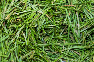 green spruce needles with visible details. background or texture