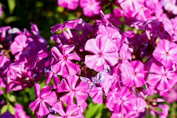 Small pink phlox flowers on the bush with blurred background. Floral backdrops and textures