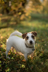 Naklejka na ściany i meble ack Russell Terrier dog on a walk in the park on a sunny day