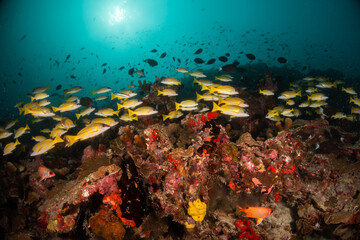 Fototapeta na wymiar Schooling reef fish swimming among colorful reef in clear blue water, Maldives