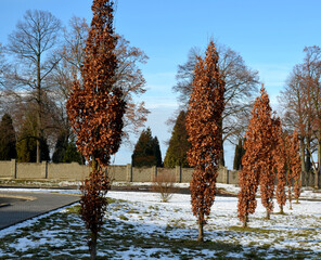 oak very elegant with its strictly columnar, narrower growth and its half size compared to the...
