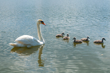 pair of swans with little swans