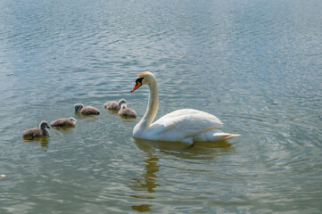 pair of swans with little swans