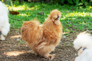 Silkie chicken walk in sunny garden. Sometimes spelled Silky, breed of chicken known for it's fluffy plumage.
