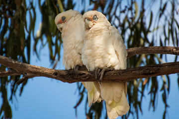 Australian Birds