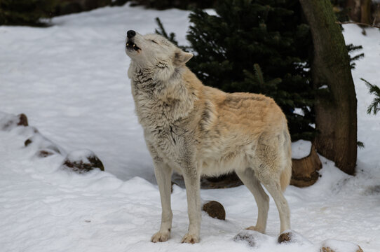 A white wolf howls in the snow