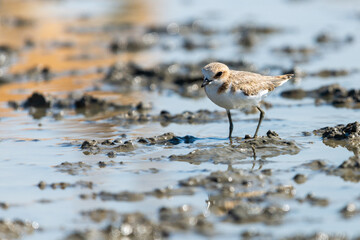 Kentish Plover or Charadrius alexandrinus