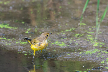 Yellow wagtail or Motacilla flava feldegg