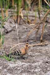 Eurasian Hoopoe or Common hoopoe or Upupa epops