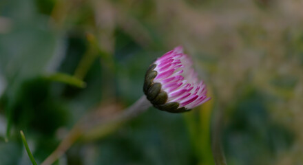 Gänseblümchen - Bellis perennis
