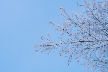 Birch branches covered with white frost on a blue background.