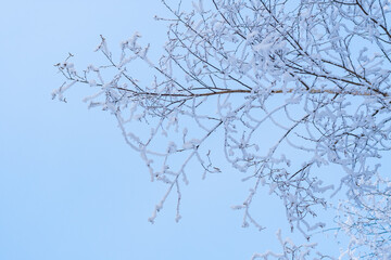 Birch branches covered with white frost on a blue background.