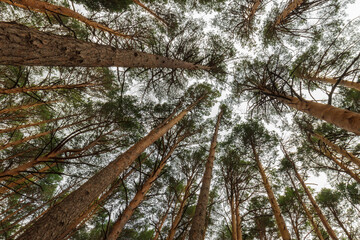 Nadir shot of a pine forest, sensation of infinity