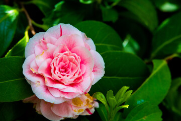 Beautiful vibrant pink Japanese Camellia flowers of or Camelia japonica