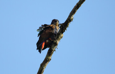 Bronze-winged parrot (Pionus chalcopterus) in Equador