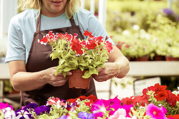 Unrecognizable female gardener holding pot with pretty flowers. Blonde woman in black apron caring and checking blooming plants in greenhouse with colleague. Gardening activity and summer concept