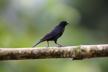 Scrub blackbird (Dives warczewiczi) in Equador