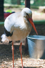 Closeup portrait of a European white stork